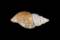 藏品(峨螺)的圖片